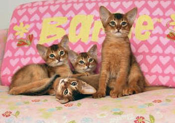 kucing abyssinian1