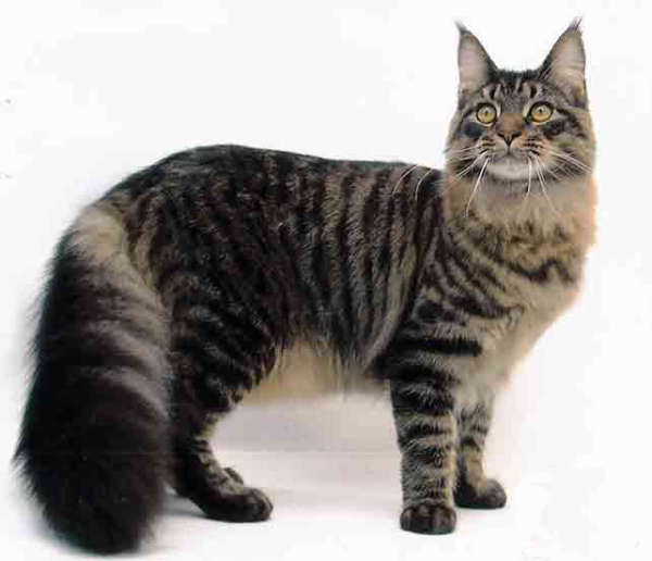 kucing mainecoons breed1